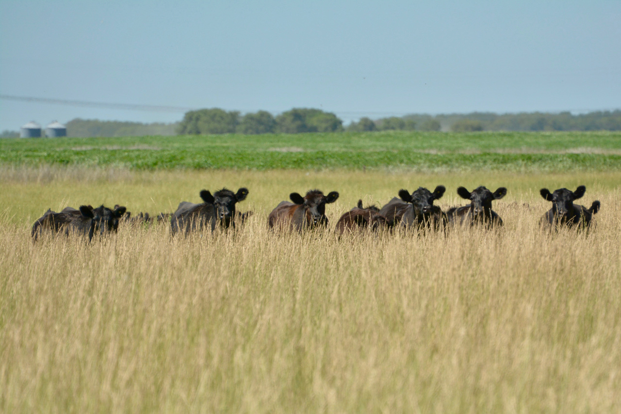 Oportunidades Agrícolas en Uruguay